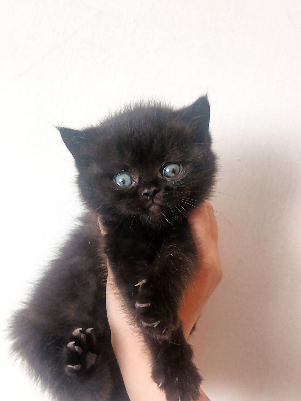بیریتیش بلک دختر